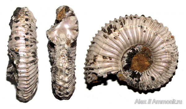 аммониты, юра, Kosmoceras, келловей, Дубки, Kosmoceratidae, Ammonites, Kosmoceras duncani, Callovian, Jurassic, Middle Jurassic