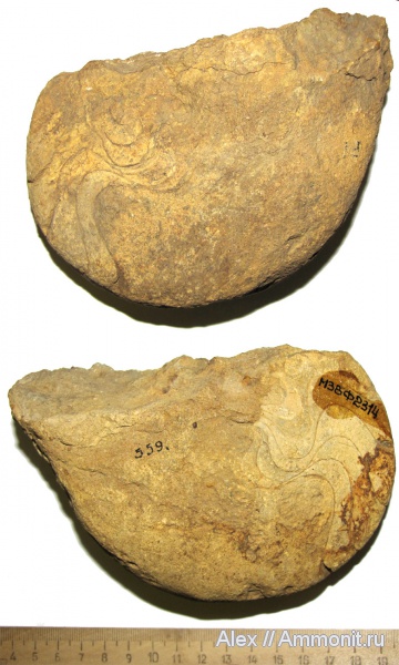 мел, наутилусы, музеи, Xenocheilus, МЗ МГУ, Xenocheilus ulixis, Pseudonautilidae, Cretaceous