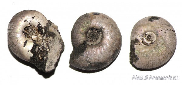 аммониты, юра, волжский ярус, Craspedites, Ammonites, Craspedites fragilis, Craspeditidae, Volgian, Jurassic