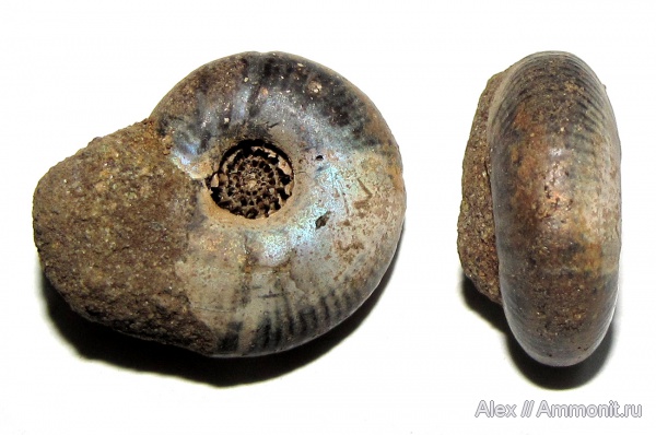 аммониты, юра, волжский ярус, Craspedites, Ammonites, Craspeditidae, Мильково, Volgian, Jurassic