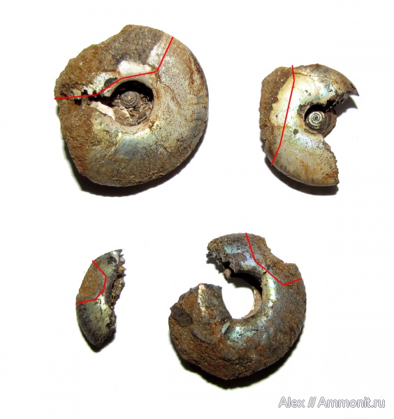 аммониты, юра, волжский ярус, Craspedites, прижизненные повреждения, Ammonites, Craspeditidae, вентральные укусы, Мильково, ventral bite marks, Volgian, Jurassic
