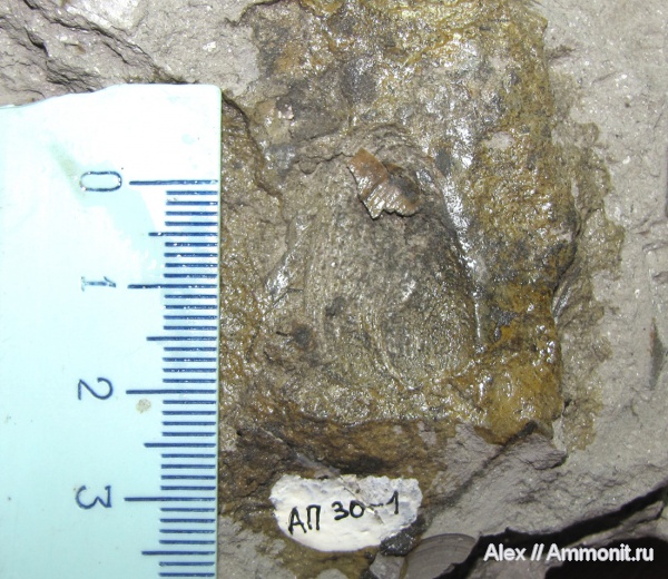 аммониты, юра, келловей, аптихи, Ammonites, Praestriaptychus anglicus, Praestriaptychus, Aptychi, aptychus, Callovian, Jurassic, Middle Jurassic