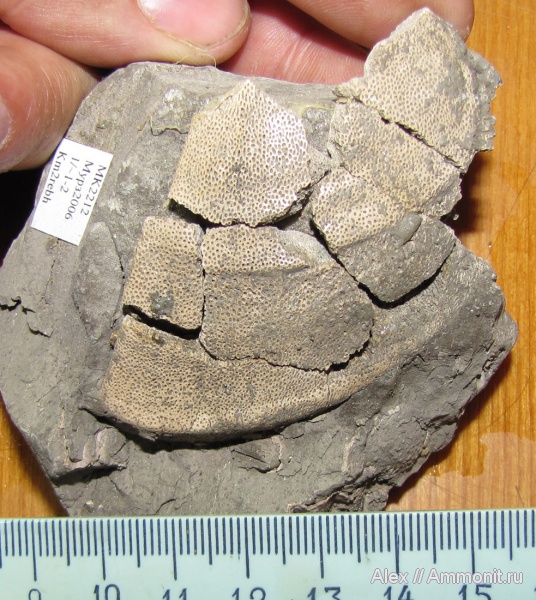 аммониты, юра, кимеридж, аптихи, Ammonites, Laevaptychus, Aspidoceratinae, Aptychi, aptychus, Kimmeridgian, Jurassic, Upper Jurassic