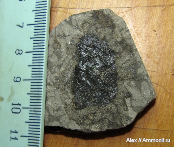 аммониты, юра, оксфорд, аптихи, Ammonites, Praestriaptychus, Aptychi, aptychus, Oxfordian, Jurassic