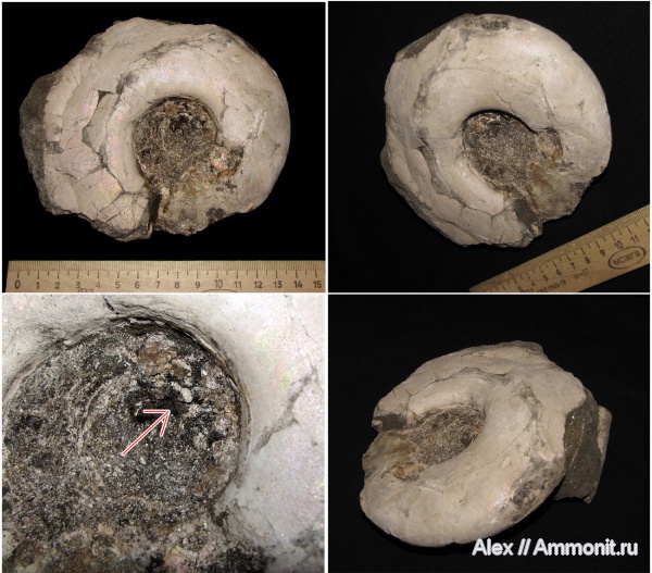 юра, макроконхи, волжский ярус, Мневники, Craspedites, Craspeditidae, Macroconchs, Volgian, Jurassic