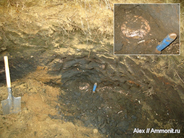 юра, макроконхи, волжский ярус, Мневники, Craspedites, Macroconchs, Volgian, Jurassic