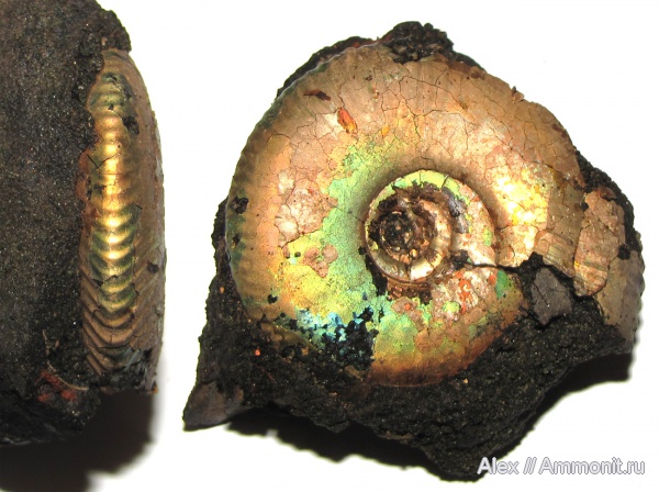 аммониты, юра, волжский ярус, Craspedites, Craspedites nekrassovi, Ammonites, Craspeditidae, Volgian, Jurassic