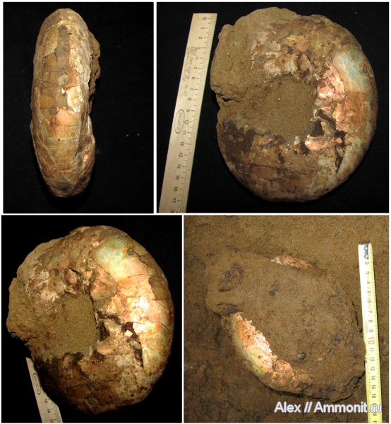 аммониты, юра, макроконхи, Craspedites, Ammonites, Craspeditidae, Мильково, Macroconchs, Jurassic, Craspedites transitionis