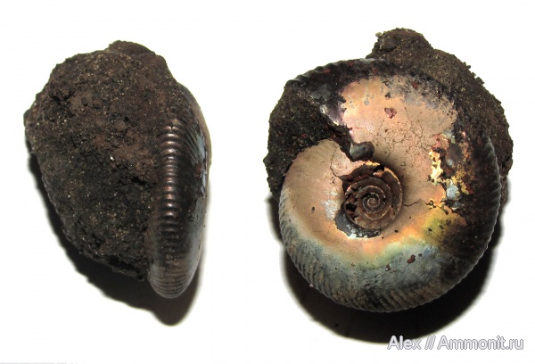 аммониты, юра, Фили, Craspedites, Craspedites nekrassovi, Ammonites, Craspeditidae, Jurassic