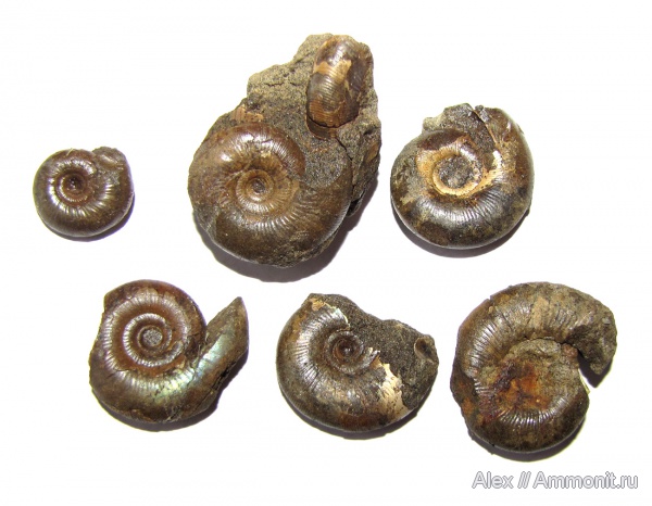 аммониты, юра, Kachpurites, зона Epivirgatites nikitini, Ammonites, Сюндюково, Volgian, Jurassic