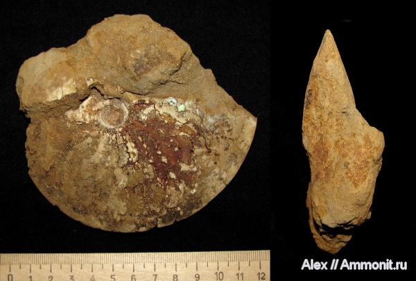 аммониты, юра, макроконхи, Garniericeras, Garniericeras subclypeiforme, Ammonites, Macroconchs, Jurassic