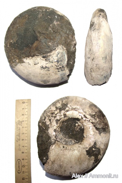 аммониты, юра, макроконхи, волжский ярус, Craspedites, Craspedites okensis, Ammonites, зона Kachpurites fulgens, Craspeditidae, Macroconchs, Volgian, Jurassic