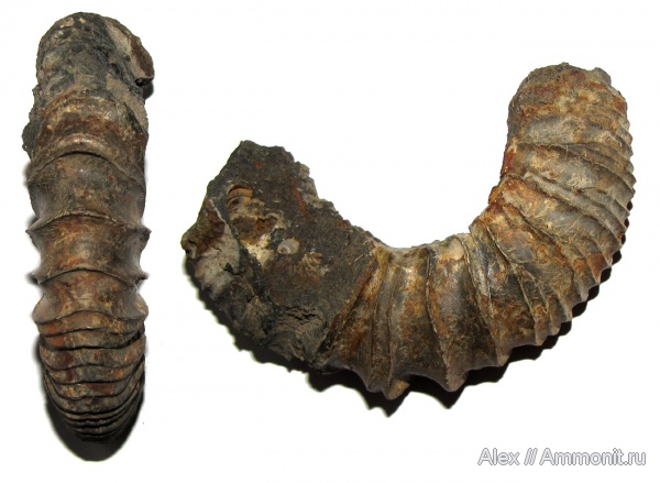 юра, микроконхи, Zaraiskites, Zaraiskites michalskii, Капотня, устье, зона Dorsoplanites panderi, Microconchs, Virgatitidae, Jurassic