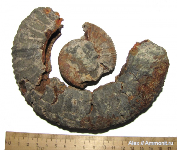 юра, макроконхи, Zaraiskites, Капотня, Zaraiskites scythicus, зона Dorsoplanites panderi, Dorsoplanitidae, Macroconchs, Jurassic