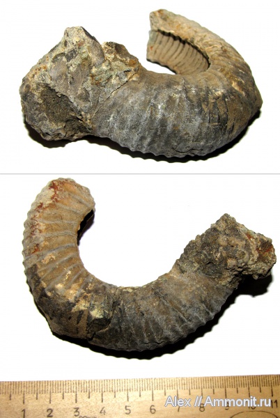 аммониты, юра, Dorsoplanites, устье, зона Dorsoplanites panderi, Ammonites, Jurassic