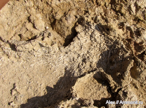 неоген, кораллы, Кипр, плиоцен