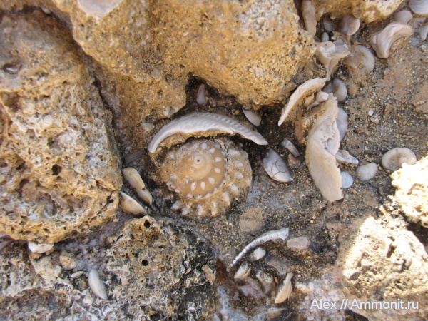 неоген, Кипр, плиоцен, Turbo