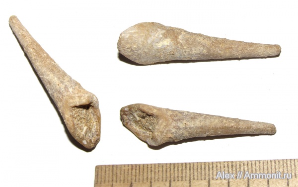 Кипр, ?, плиоцен, крабы