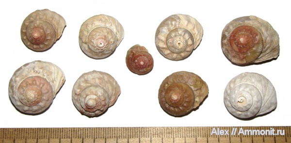 гастроподы, неоген, Кипр, прижизненная окраска, плиоцен, Turbo