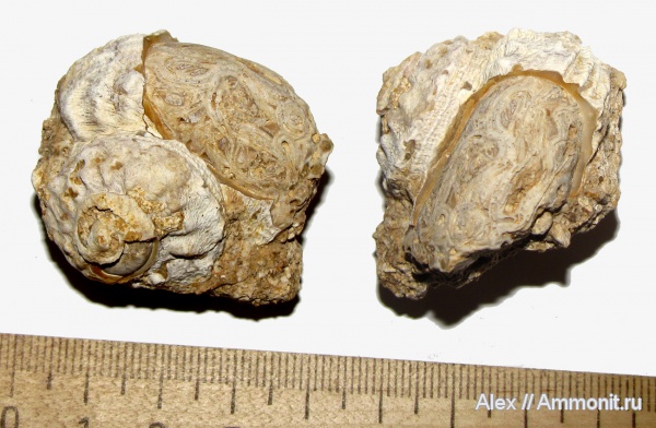 гастроподы, неоген, Кипр, плиоцен, Turbo