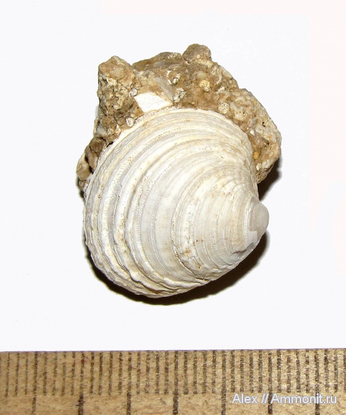 неоген, двустворки, Кипр, плиоцен