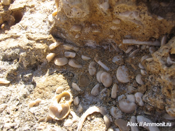 гастроподы, неоген, Кипр, плиоцен, Turbo, крышечки