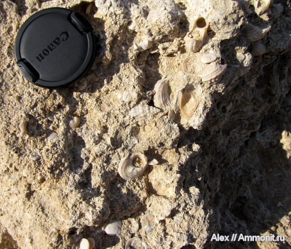 гастроподы, неоген, Кипр, плиоцен, Turbo