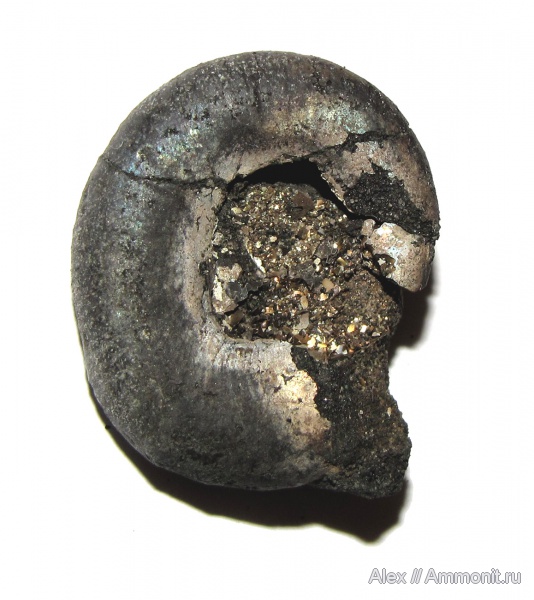 аммониты, юра, Kachpurites, Kachpurites fulgens, прижизненные повреждения, Ammonites, обрастание аммонитов, Volgian, Jurassic