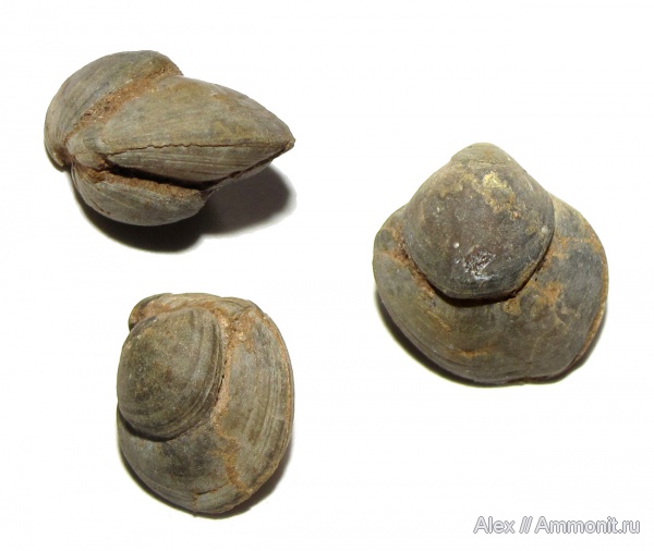 брахиоподы, юра, нижний келловей, келловей, Никитино, Zeilleria, Terebratulida, Callovian, Jurassic, Middle Jurassic, Lower Callovian, Уступ нарастания