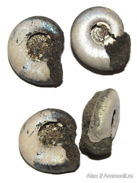 юра, Kachpurites, волжский ярус, Kachpurites fulgens, устье, Volgian, Jurassic