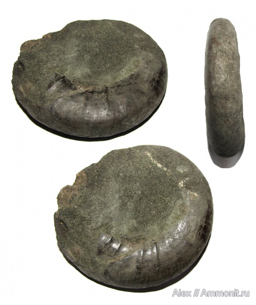 юра, макроконхи, Kachpurites, волжский ярус, Macroconchs, Volgian, Jurassic