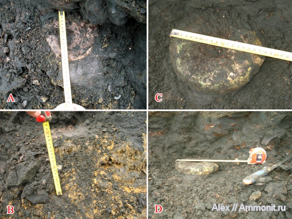 юра, макроконхи, Еганово, зона Kachpurites fulgens, Macroconchs, Jurassic