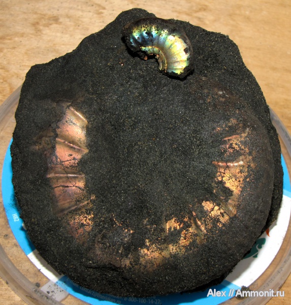 аммониты, юра, Kachpurites, Еганово, Kachpurites fulgens, Ammonites, зона Kachpurites fulgens, Volgian, Jurassic