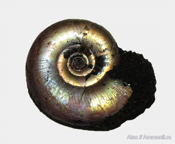 аммониты, юра, Kachpurites, Kachpurites fulgens, прижизненные повреждения, Ammonites, зона Kachpurites fulgens, Garniericeratinae, ammonoid sublethal injuries, Volgian, Jurassic