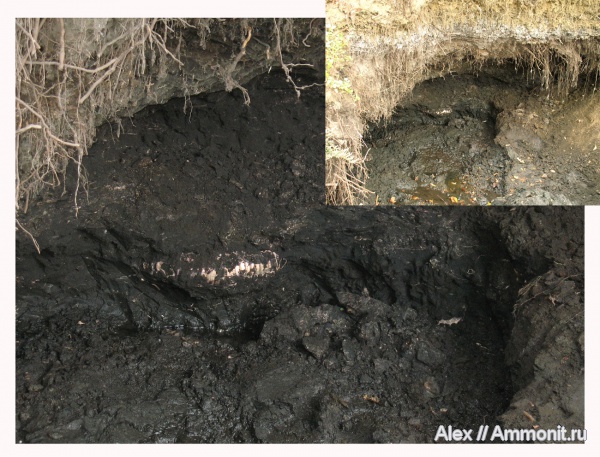 аммониты, юра, макроконхи, Lomonossovella, зона Epivirgatites nikitini, Ammonites, Dorsoplanitidae, Macroconchs, Jurassic