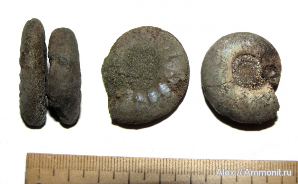 юра, микроконхи, Kachpurites, волжский ярус, Kachpurites fulgens, зона Kachpurites fulgens, Microconchs, Volgian, Jurassic