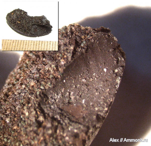 аммониты, юра, Kachpurites, волжский ярус, Еганово, Kachpurites fulgens, аптихи, Ammonites, Praestriaptychus, Aptychi, aptychus, Praestriaptychus fulgens, Volgian, Jurassic