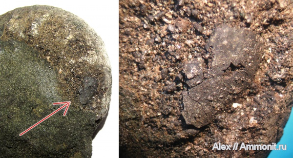 аммониты, юра, Kachpurites, волжский ярус, Еганово, Kachpurites fulgens, аптихи, Ammonites, Praestriaptychus, Aptychi, aptychus, Praestriaptychus fulgens, Volgian, Jurassic