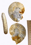 Микроконх Aulacostephanus eudoxus