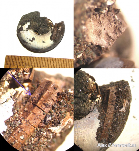аммониты, морские лилии, юра, Kachpurites, волжский ярус, Kachpurites fulgens, Pentacrinus, Ammonites, Volgian, Jurassic