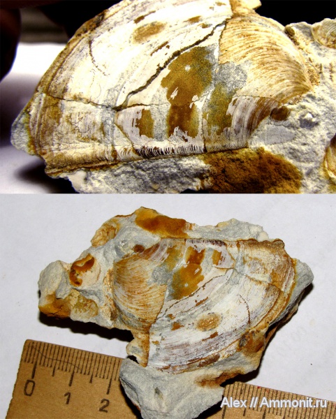 аммониты, юра, кимеридж, аптихи, Ammonites, Laevaptychus, Aspidoceratidae, Aptychi, aptychus, Kimmeridgian, Jurassic, Upper Jurassic