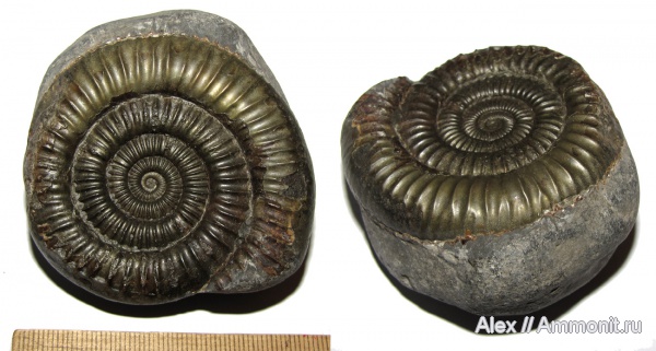 аммониты, юра, Dactylioceras, Ammonites, Dactylioceratidae, Jurassic