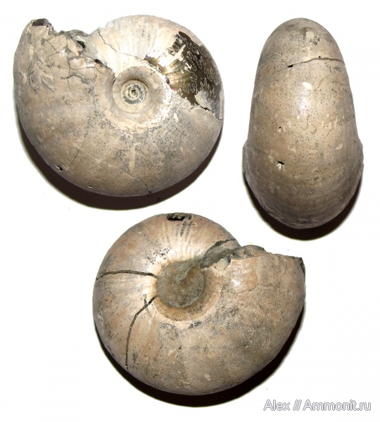 юра, Михайлов, Funiferites, келловей, Funiferites allae, Cadoceratinae, Cardioceratidae, Callovian, Jurassic, Middle Jurassic