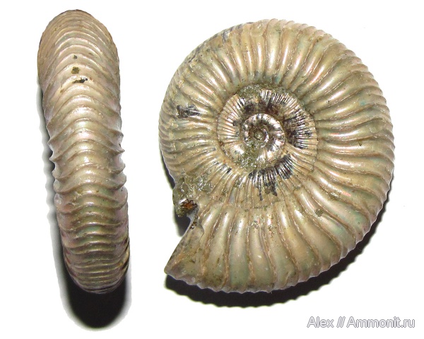 аммониты, мел, альб, Ammonites, Silesitidae, Desmoceratoidea, Neosilesites ambatolafiensis, Neosilesites, Albian, Cretaceous