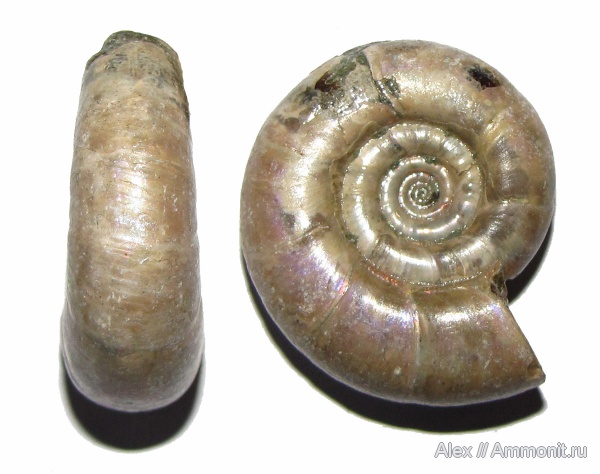 Мадагаскар, альб, Eogaudryceras, Eogaudryceras umbilicostriatus, Eotetragonites, Albian