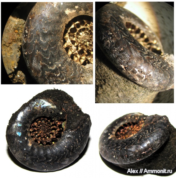 аммониты, юра, Kachpurites, волжский ярус, Мневники, Kachpurites fulgens, Ammonites, лопастные линии, Garniericeratinae, Volgian, Jurassic