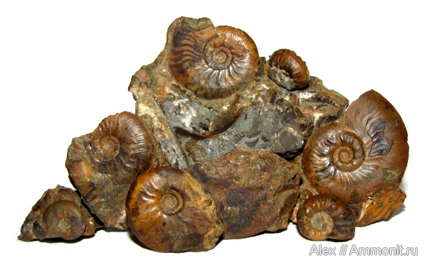 аммониты, юра, ушки, устье, Ammonites, Leioceras opalinum, Leioceras, Bredyia, Graphoceratidae, аален, Microconchs, lappets, Aalenian, Jurassic