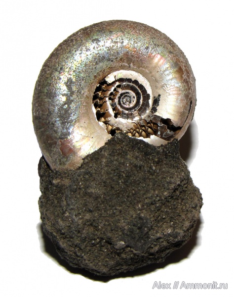 аммониты, юра, Kachpurites, волжский ярус, Мневники, Kachpurites fulgens, Ammonites, Garniericeratinae, Volgian, Jurassic