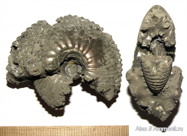 юра, нижний келловей, келловей, Cadochamoussetia, Cadoceratinae, Cardioceratidae, Ужовка, Болдино, Cadochamoussetia uzhovkensis, Callovian, Jurassic, Middle Jurassic, Lower Callovian