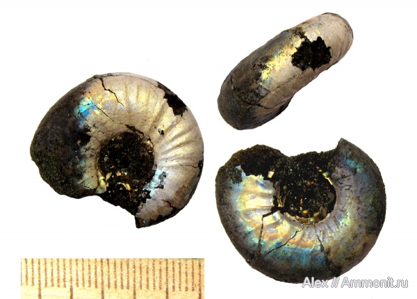 юра, Kachpurites, волжский ярус, Kachpurites fulgens, Garniericeratinae, Volgian, Jurassic